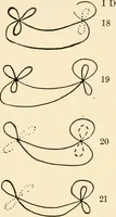 Picture 9 of 21 from Plane curves of the eighth order : with two real four-fold points having distinct tangents and with no other point singularities (1908), leaf 30