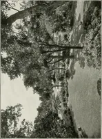 An illustration from Plan of Evanston (1917)