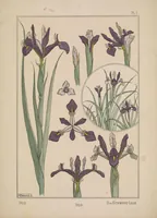 An illustration from La plante et ses applications ornementales (1896)