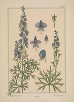 An illustration from La plante et ses applications ornementales (1896)