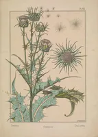 An illustration from La plante et ses applications ornementales (1896)