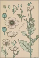 An illustration from La plante et ses applications ornementales (1896)