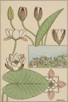 An illustration from La plante et ses applications ornementales (1896)