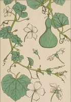 An illustration from La plante et ses applications ornementales (1896)