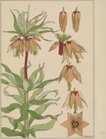 An illustration from La plante et ses applications ornementales (1896)