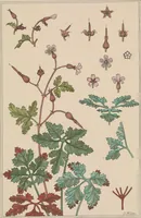 An illustration from La plante et ses applications ornementales (1896)