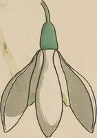 An illustration from La plante et ses applications ornementales (1896)