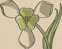 An illustration from La plante et ses applications ornementales (1896)