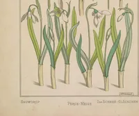 Picture 27 of 54 from La plante et ses applications ornementales (1896), leaf 60