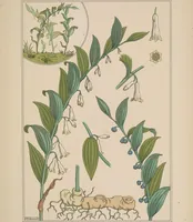 An illustration from La plante et ses applications ornementales (1896)