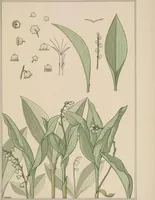 An illustration from La plante et ses applications ornementales (1896)