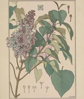 An illustration from La plante et ses applications ornementales (1896)