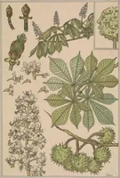 An illustration from La plante et ses applications ornementales (1896)