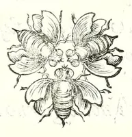 Picture 6 of 14 from Poesie toscane (1637), leaf 101