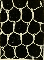 Picture 4 of 66 from Point and pillow lace; a short account of various kinds, ancient and modern, and how to recognise them (1905), leaf 26