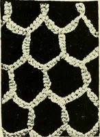 Picture 5 of 66 from Point and pillow lace; a short account of various kinds, ancient and modern, and how to recognise them (1905), leaf 26