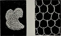 An illustration from Point and pillow lace; a short account of various kinds, ancient and modern, and how to recognise them (1905)