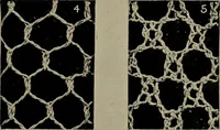 An illustration from Point and pillow lace; a short account of various kinds ancient and modern, and how to recognize them (1905)