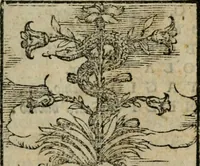 An illustration from Polifila, comedia piacevole... (1556)