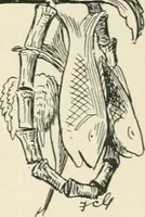 An illustration from The political Struwwelpeter (1899)