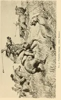An illustration from Polychrome guanaco cloaks of Patagonia (1929)