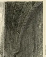 An illustration from Pompeiana : the topography, edifices, and ornaments of Pompeii (1817)