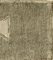 An illustration from Pompeiana : the topography, edifices and ornaments of Pompeii : the result of excavations since 1819 (1835)