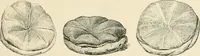 Picture 308 of 559 from Pompei : la ville, les moeurs, les arts (1899), leaf 312
