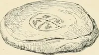 Picture 309 of 559 from Pompei : la ville, les moeurs, les arts (1899), leaf 312