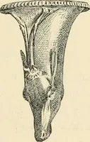 Picture 408 of 559 from Pompei : la ville, les moeurs, les arts (1899), leaf 390