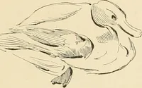Picture 490 of 559 from Pompei : la ville, les moeurs, les arts (1899), leaf 458