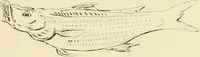 An illustration from Pompei : la ville, les moeurs, les arts (1899)
