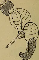 An illustration from Popular amusements for in and out of doors, embracing nine books in one volume (1902)