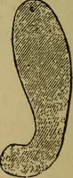 An illustration from Popular amusements for in and out of doors, embracing nine books in one volume (1902)