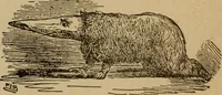 An illustration from Popular amusements for in and out of doors, embracing nine books in one volume (1902)