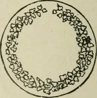 An illustration from Popular illustrated guide to Canadian coins, medals, &. &. = Guide populaire illustré des monnaies et médailles canadiennes, etc., etc. / by P.N. Breton (1912)