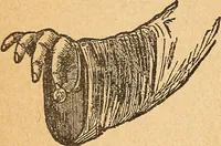 An illustration from Popular pastimes for amusement and instruction : being a standard work on games, plays, magic, and natural phenomena suitable for all occasions : containing parlor games, charming tableaux, tricks of magic, charades and conundrums, curious puzzles, phrenology and mind reading, palmistry or how to read the hand, humorous and pathetic recitations, dialogues, etc., etc. : including the delightful art of entertaining, the whole forming a charming treasury of pastimes for the home, public schools and academies, lodges, social gatherings, Sunday schools, etc., etc. (1901)
