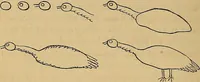 An illustration from Popular pastimes for field and fireside; (1867)