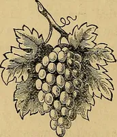 An illustration from Popular pastimes for field and fireside; (1867)