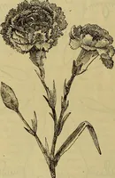Picture 102 of 665 from The Popular recreator. A key to in-door and out-door amusements .. (1873), leaf 109