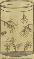 Picture 136 of 665 from The Popular recreator. A key to in-door and out-door amusements .. (1873), leaf 140
