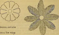 Picture 145 of 665 from The Popular recreator. A key to in-door and out-door amusements .. (1873), leaf 149