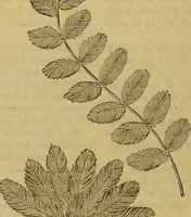 Picture 147 of 665 from The Popular recreator. A key to in-door and out-door amusements .. (1873), leaf 149