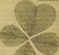 Picture 150 of 665 from The Popular recreator. A key to in-door and out-door amusements .. (1873), leaf 149