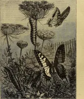 Picture 192 of 665 from The Popular recreator. A key to in-door and out-door amusements .. (1873), leaf 190