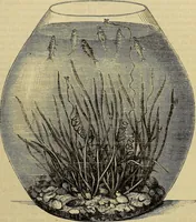 Picture 201 of 665 from The Popular recreator. A key to in-door and out-door amusements .. (1873), leaf 202