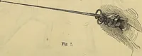 Picture 210 of 665 from The Popular recreator. A key to in-door and out-door amusements .. (1873), leaf 212