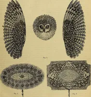 Picture 11 of 665 from The Popular recreator. A key to in-door and out-door amusements .. (1873), leaf 22