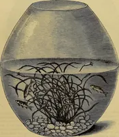 Picture 258 of 665 from The Popular recreator. A key to in-door and out-door amusements .. (1873), leaf 258