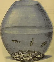 Picture 259 of 665 from The Popular recreator. A key to in-door and out-door amusements .. (1873), leaf 259